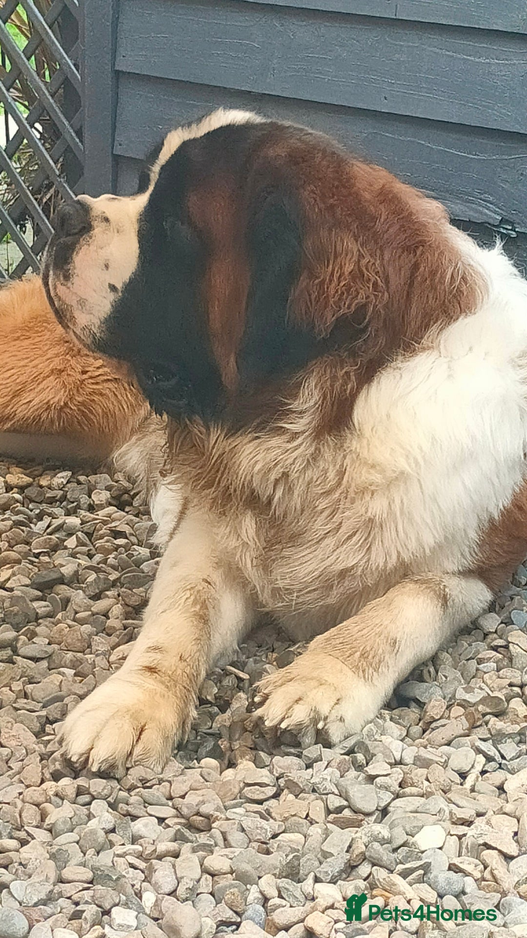 Saint Bernard dogs for stud: Stunning KC reg saint Bernard for stud.  in Chester - Image 20