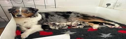 Australian Shepherd dogs for sale: Blue Merle NBT Puppy girl - Advert 4