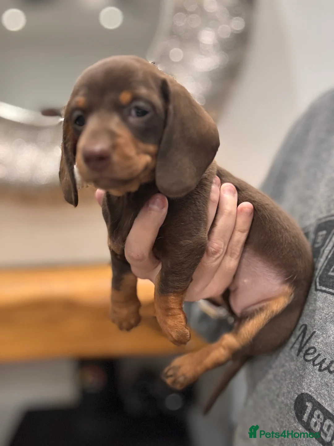 Miniature Dachshund dogs for sale: Miniature dachshund  - Advert 17