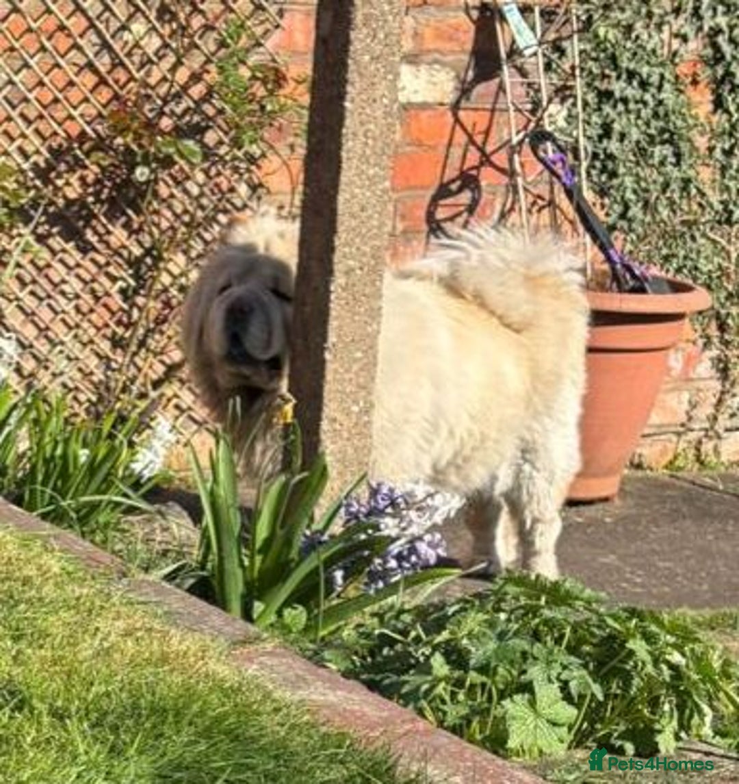 Chow Chow dogs for sale: Female chow chow for adoption - Advert 1