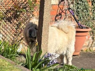 Chow Chow dogs Female chow chow for adoption - Advert 3