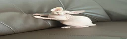 Sphynx cats for sale: sphynx kittens for sale - Advert 14