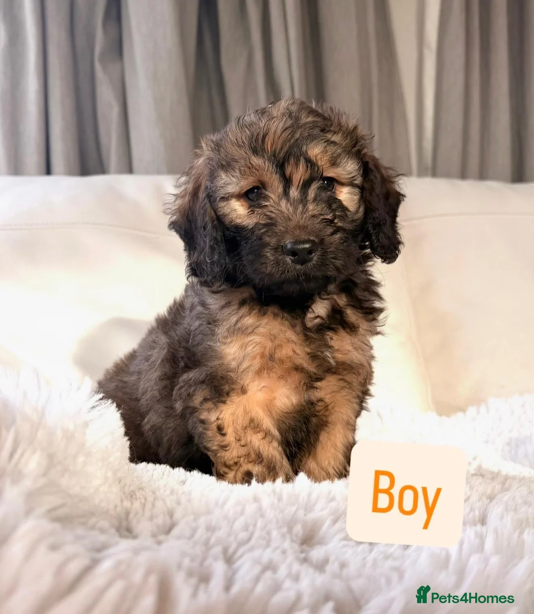 Cockapoo dogs for sale: F1 Cockapoo puppies  - Advert 7