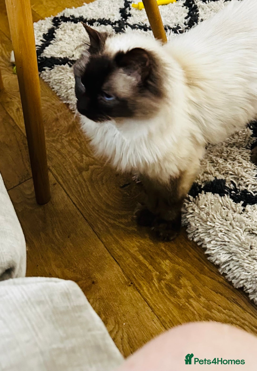 Ragdoll cats for sale: 🌼GCCF waiting list now open for spring babies 🌼 - Advert 21