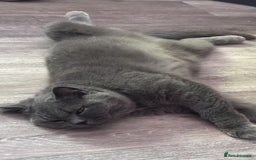 British Shorthair cats for sale: GCCF Active British shorthair blue queen for sale - Image 7