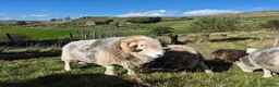 Sheep livestock for sale: Herd of Beautiful Herdwick Sheep - Advert 3