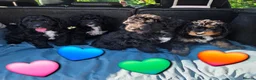 Bernedoodle dogs for sale: Top Quality BERNEDOODLE Puppies  - Advert 2