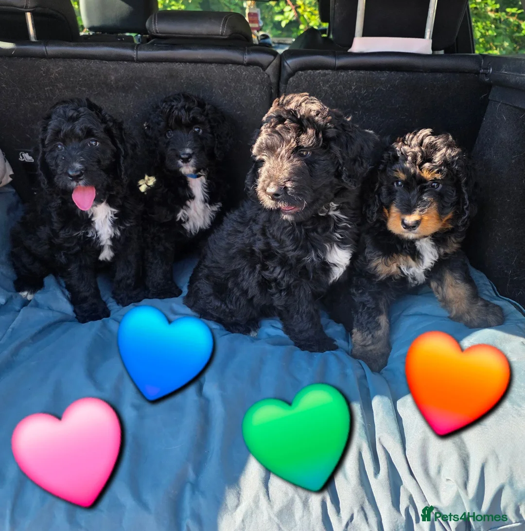 Bernedoodle dogs for sale: Top Quality BERNEDOODLE Puppies  - Advert 2
