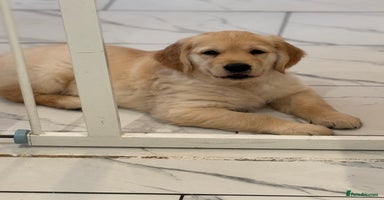 Golden Retriever dogs - Advert 1