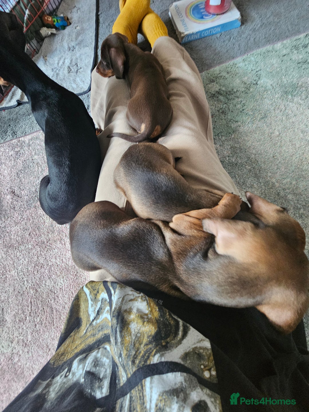 Miniature Dachshund dogs for sale: Beautiful Miniature Dauchund Puppies 💙❤️❤️❤️ in March - Image 7