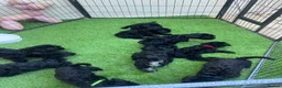 Schnoodle dogs for sale: 🐾🐶Adorable Cavaschnauzer pups 🐶🐾 - Advert 12