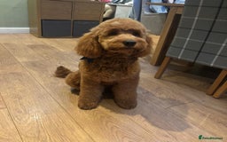 Goldendoodle dogs for sale: F1 RED GOLDENDOODLE 1 FEMALE LEFT - Image 5