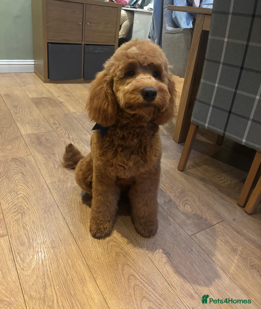 Goldendoodle dogs for sale: F1 RED GOLDENDOODLE 1 FEMALE LEFT - Image 5