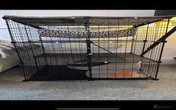 British Shorthair cats for sale: British short hair fmale 6mth read description  - Image 2