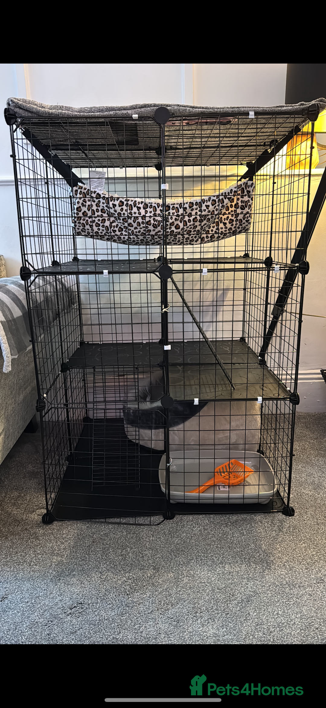 British Shorthair cats for sale: British short hair fmale 6mth read description  - Image 2