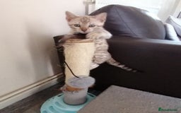 Bengal cats for sale: Stunning snow bengals - Image 11