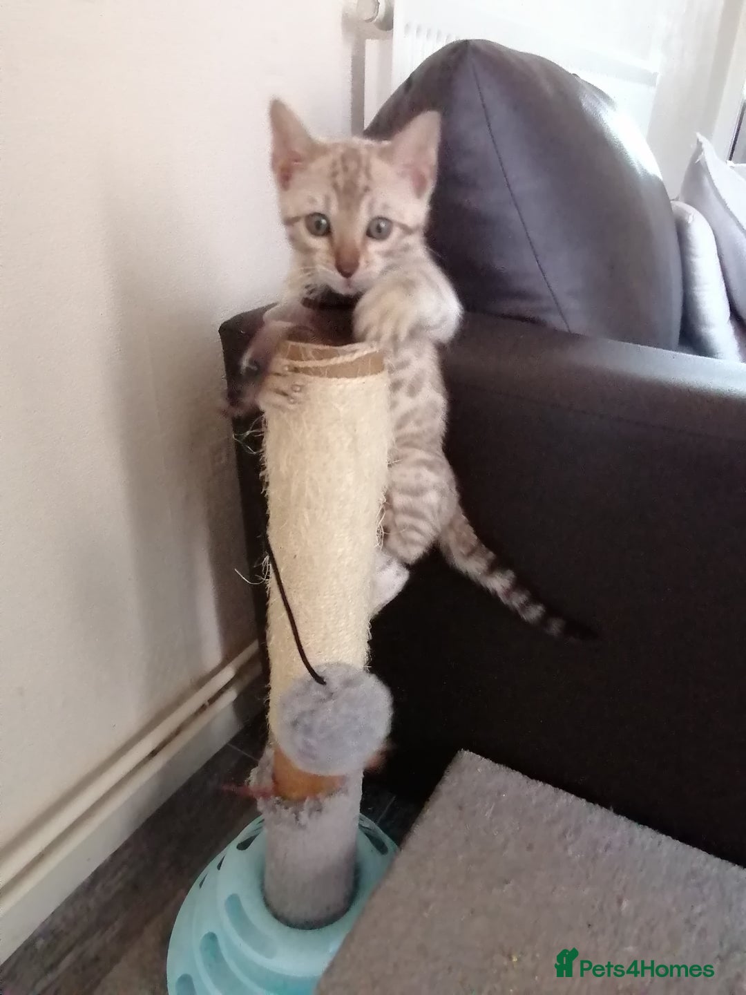 Bengal cats for sale: Stunning snow bengals - Image 11