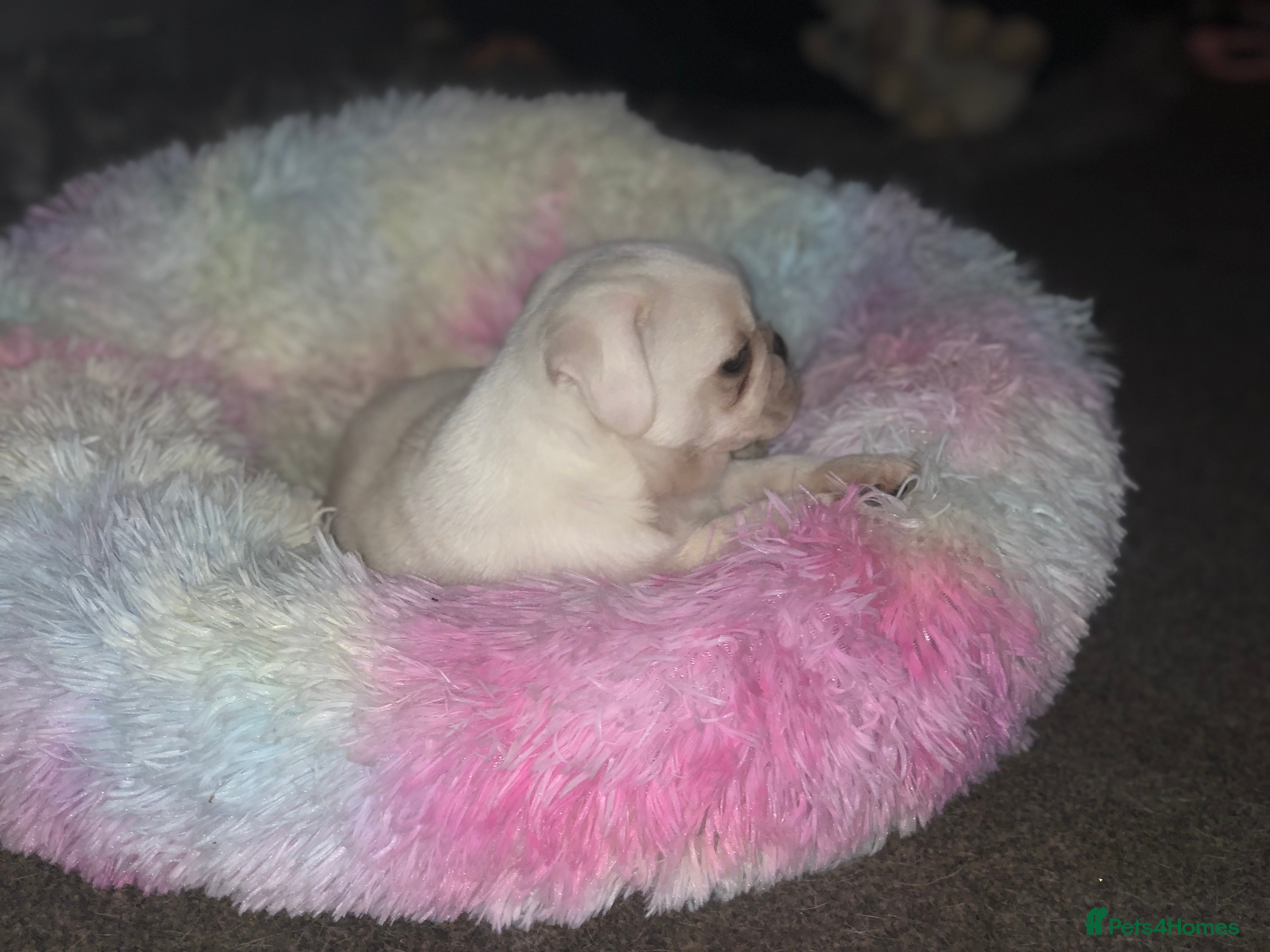 Pug dogs READY NOW white male pug puppy  - Advert 6