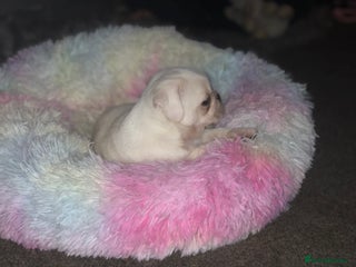 Pug dogs READY NOW white male pug puppy - Advert 14