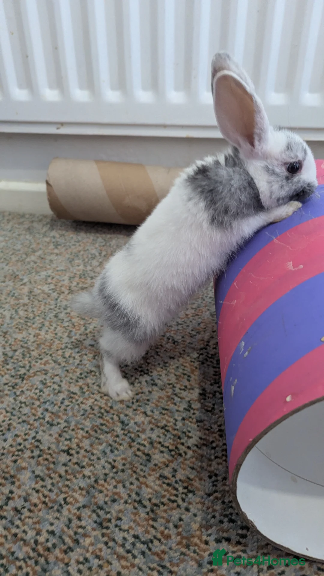 Mixed Breed rabbits for sale: 2 X Baby Rabbits (Lop) in Southampton - Advert 9