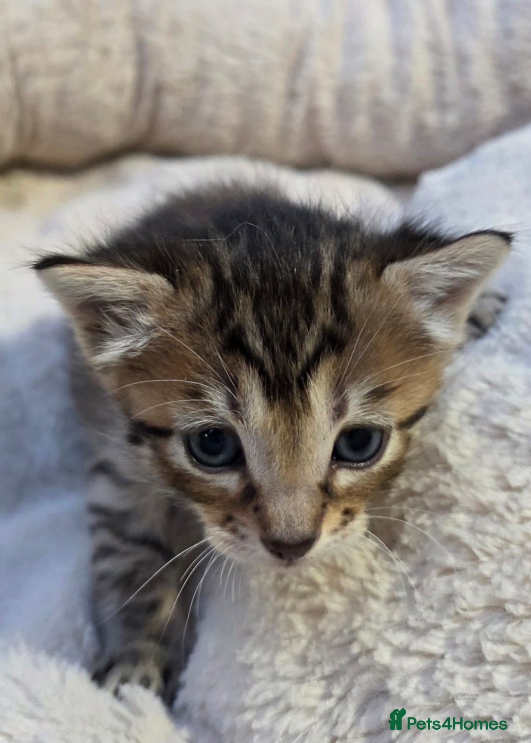 Mixed Breed cats for sale: Stunning Siamese x Bengal Kittens Ready Now - Advert 5