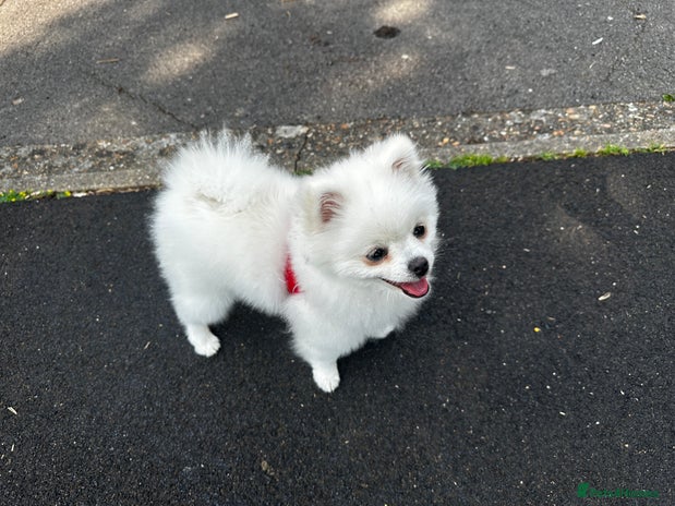 Pomeranian dogs in London - Advert 1