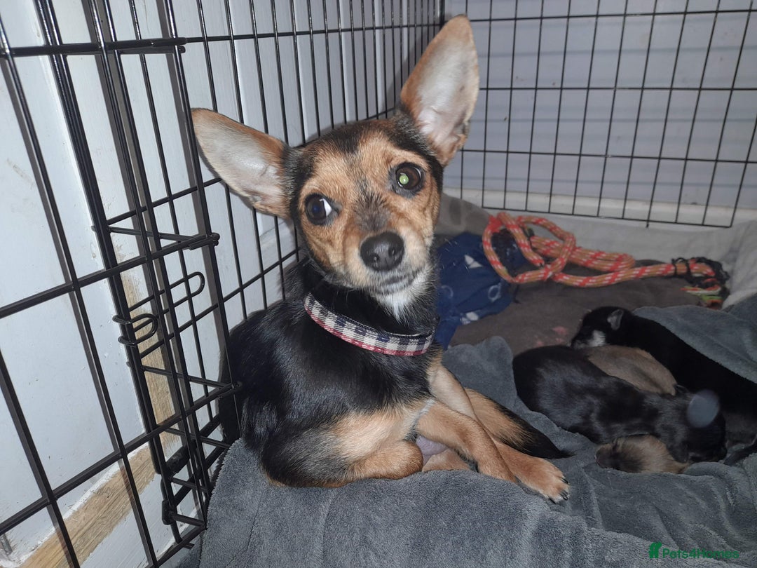 Mixed Breed dogs for sale: Male jackachew  - Advert 2