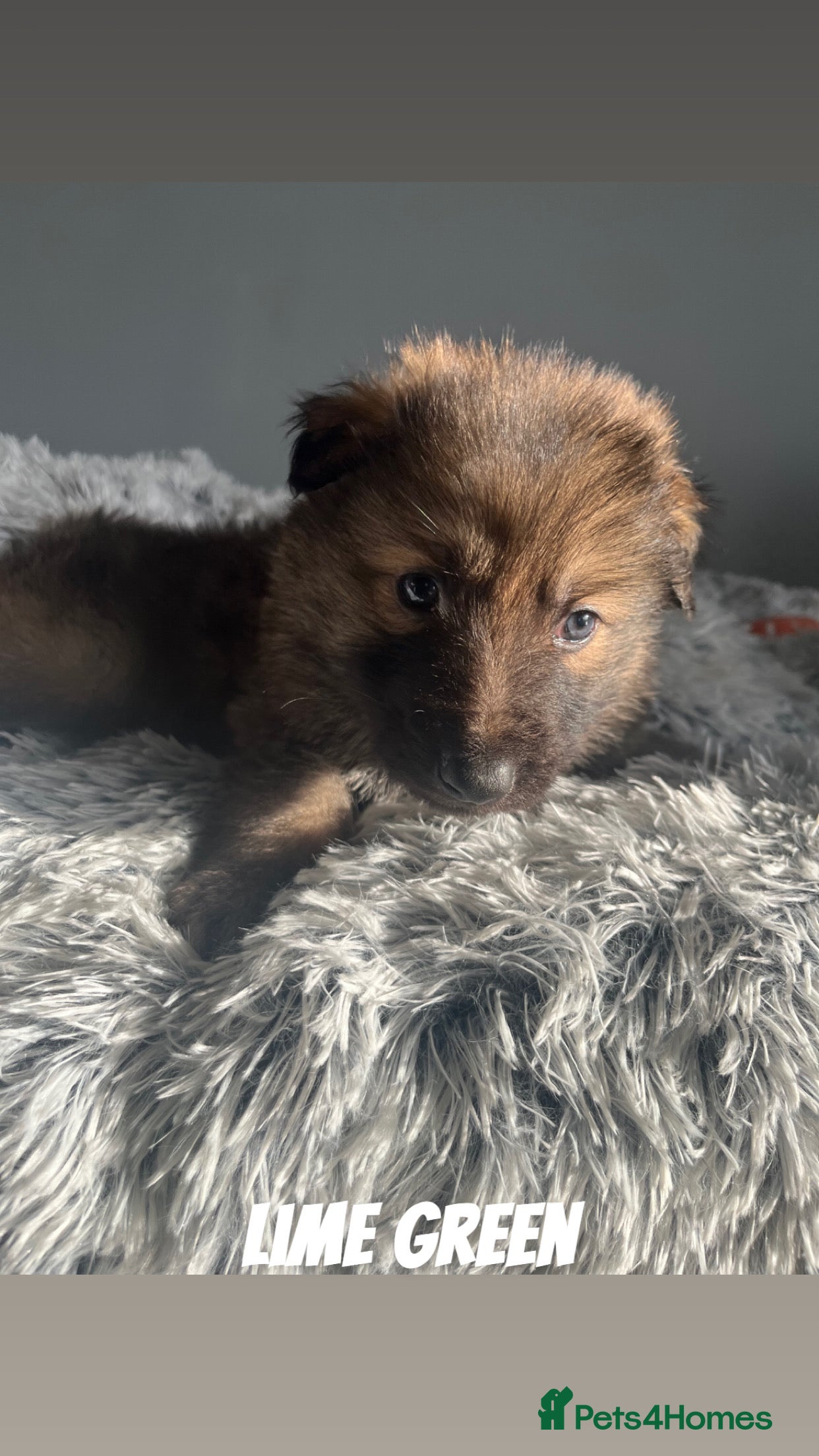 German Shepherd dogs Beautiful KC Reg Straight Back German Shepherds🐾 - Advert 1