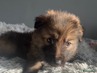 German Shepherd dogs Beautiful KC Reg Straight Back German Shepherds🐾 - Advert 1