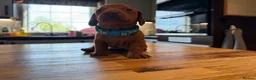 Miniature Dachshund dogs for sale: Miniature dachshund puppies available  - Advert 19