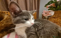 Mixed Breed cats for sale: Stunning  kittens looking  4 new home - Advert 9