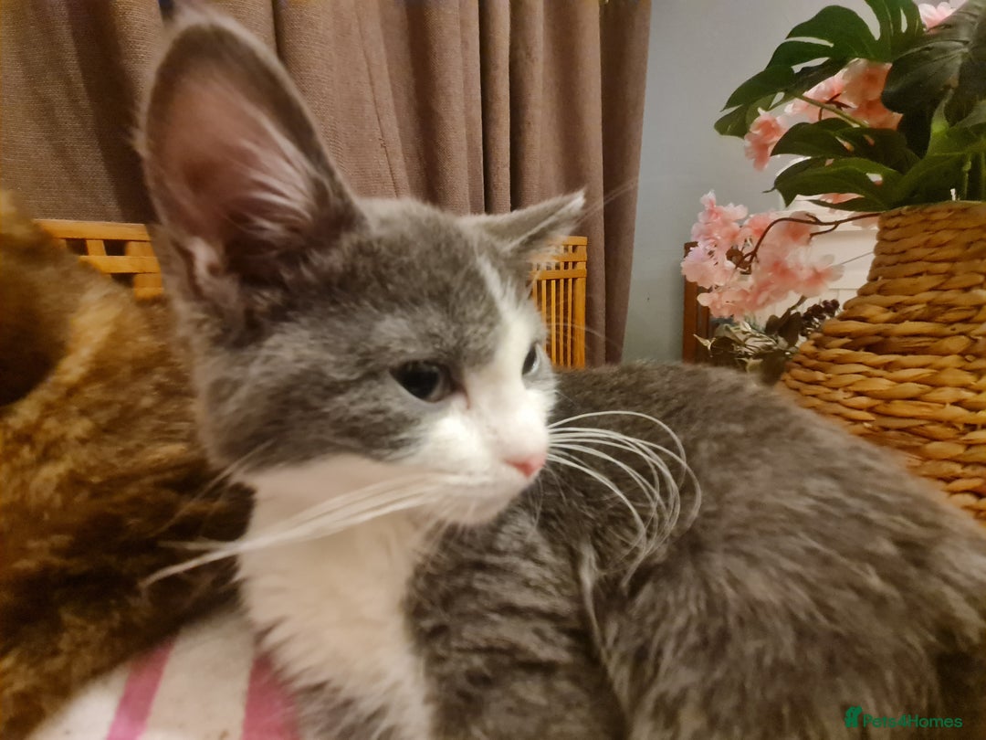 Mixed Breed cats for sale: Stunning  kittens looking  4 new home - Advert 9