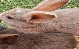 Lionhead rabbits for sale: 5 lionhead x - Image 5