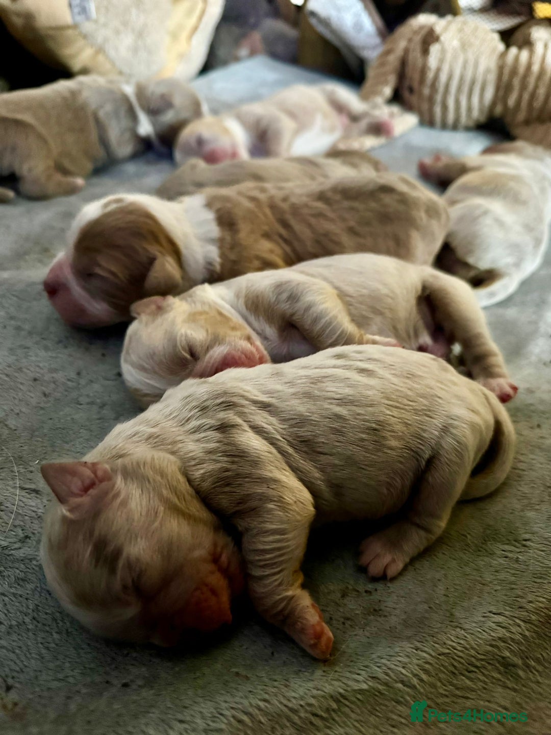 Olde English Bulldogge dogs for sale: Mammut : Fluffy Olde English Bulldog puppies. - Advert 10