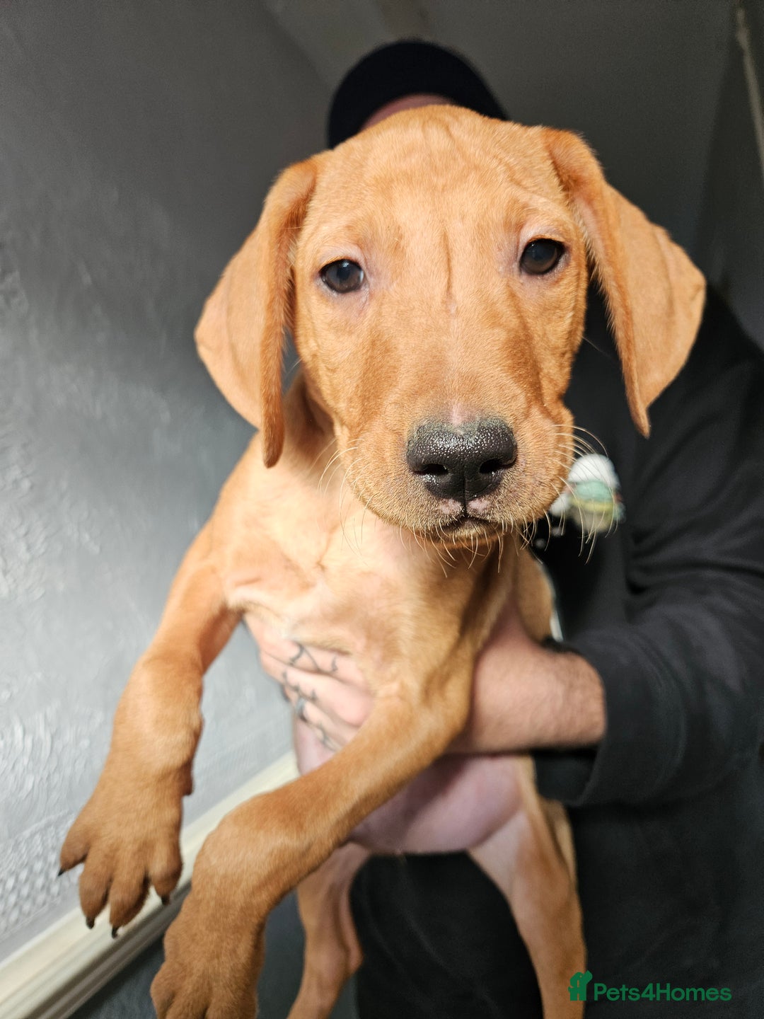 Labrador Retriever dogs for sale: REDUCED PRICE! READY NOW! - Image 5