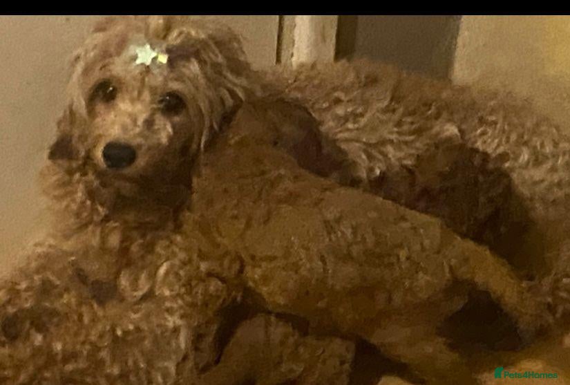 Maltipoo dogs Top quality DNA clear Asian  multi poo puppies - Advert 3