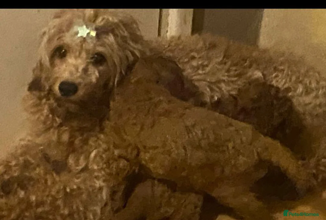 Maltipoo dogs for sale: Top quality DNA clear Asian  multi poo puppies in Birmingham - Advert 1