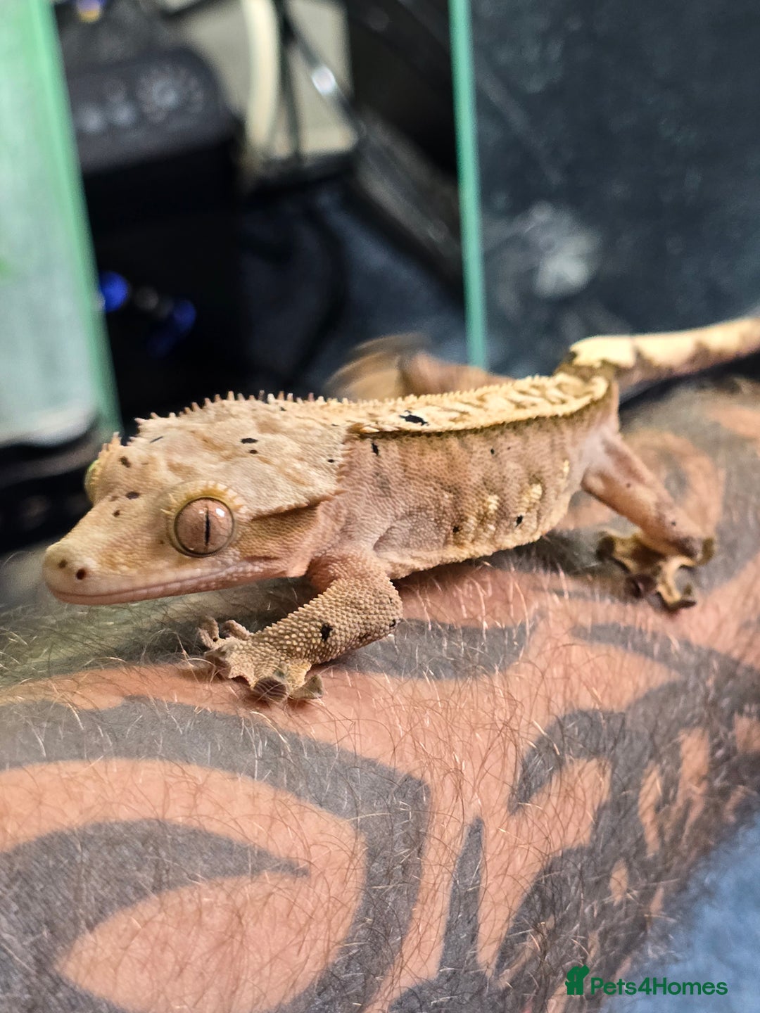 Gecko reptiles for sale: Breeding pair of crested geckos  - Image 9