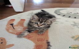 British Shorthair cats for sale: Beautiful British short hair  - Image 8