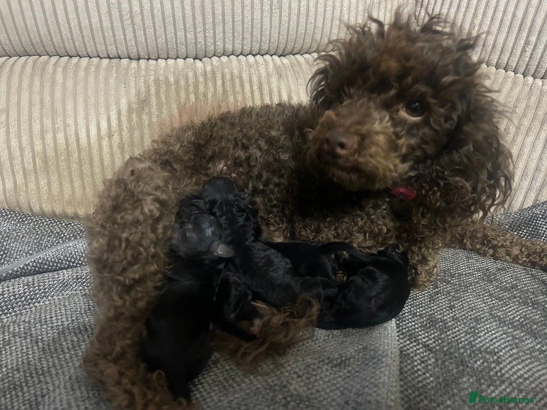 Miniature Poodle dogs for sale: Kc Miniature poodle - Image 2