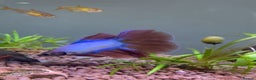 Bettas fish for sale: Beautiful male Betta  - Advert 1