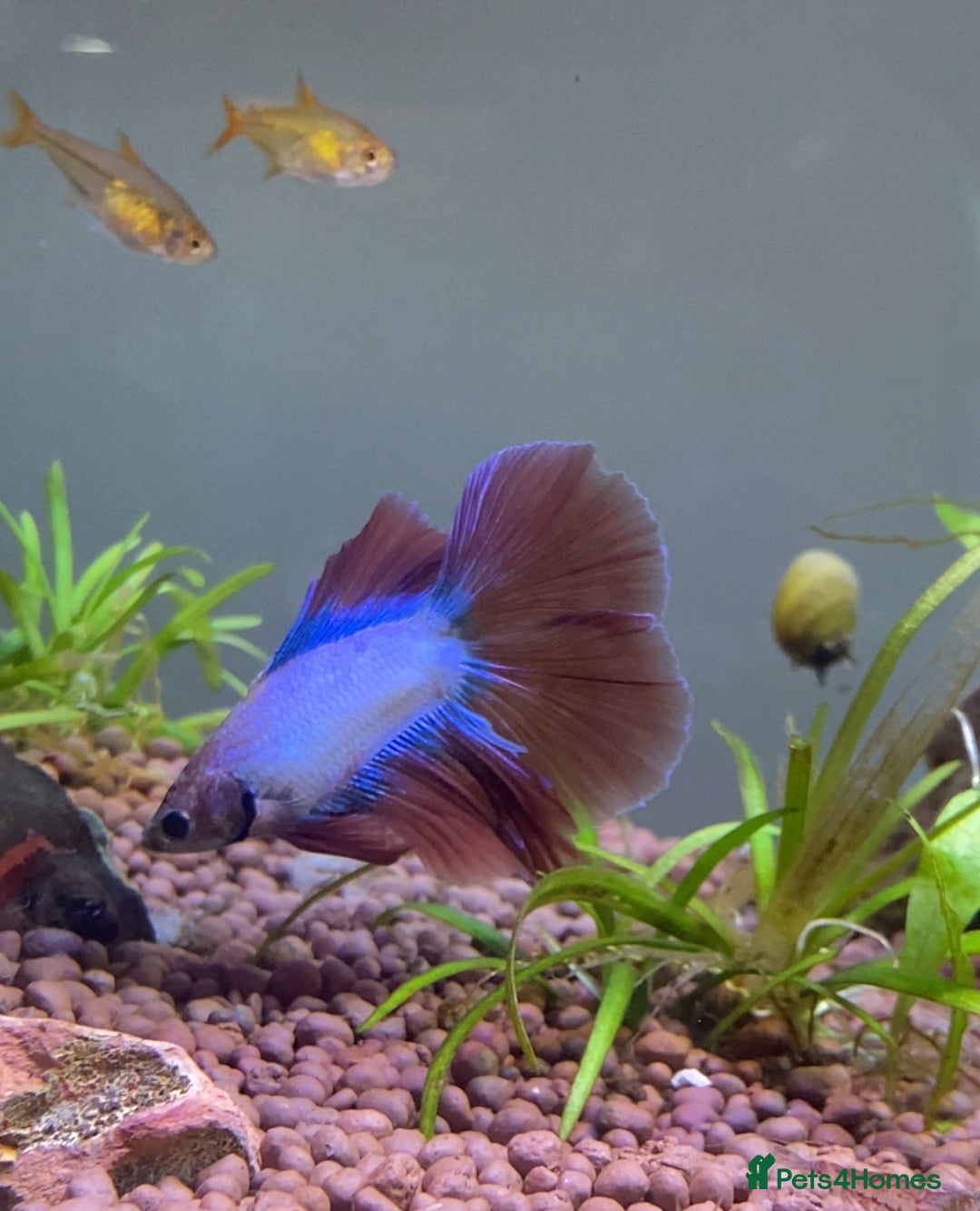 Bettas fish for sale: Beautiful male Betta  - Advert 1