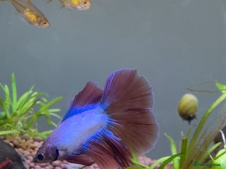 Bettas fish Beautiful male Betta - Advert 1