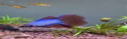 Bettas fish for sale: Beautiful male Betta  - Advert 1