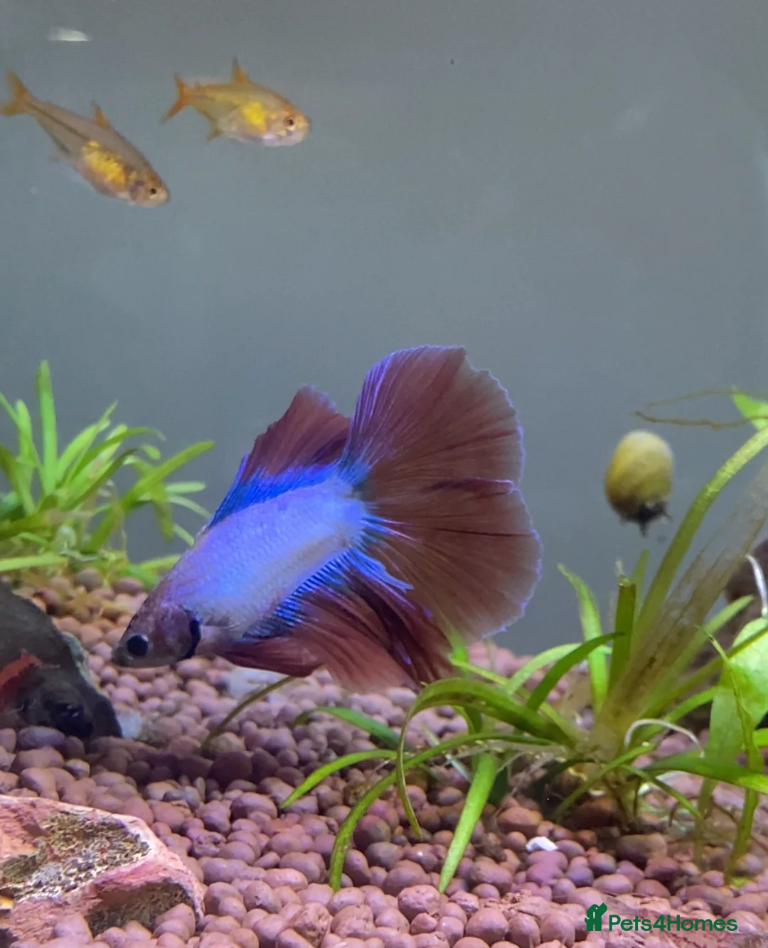 Bettas fish for sale: Beautiful male Betta  - Advert 1