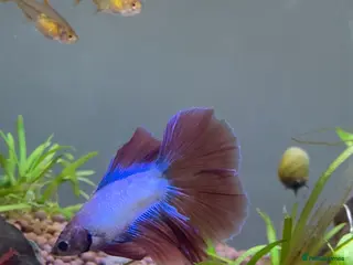 Bettas fish Beautiful male Betta - Advert 9