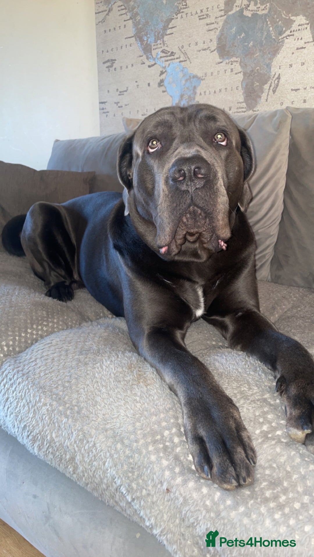 Cane Corso dogs for sale: cane corso rehome - Advert 6