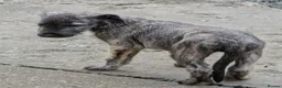 Irish Wolfhound dogs for sale: Irish Wolfhound Puppies  - Advert 23