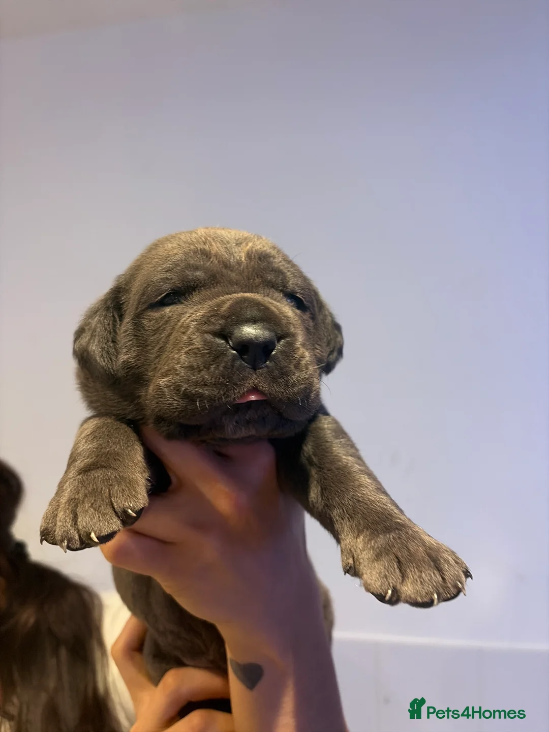 Cane Corso dogs for sale: ✨Top Quality Russian Bloodline Cane Corso Puppies✨ - Advert 1