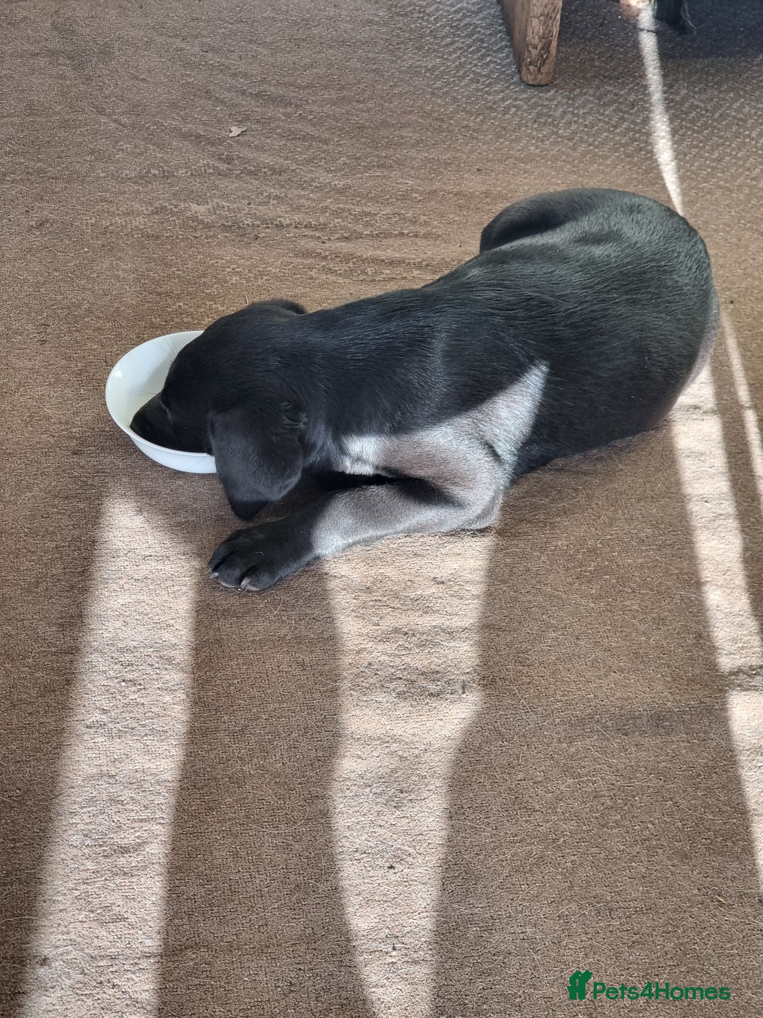Labrador Retriever dogs Black Labrador puppy from working lines - Advert 1